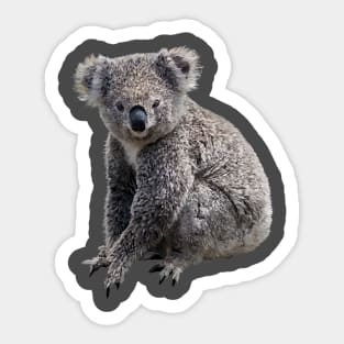 Koala Sticker